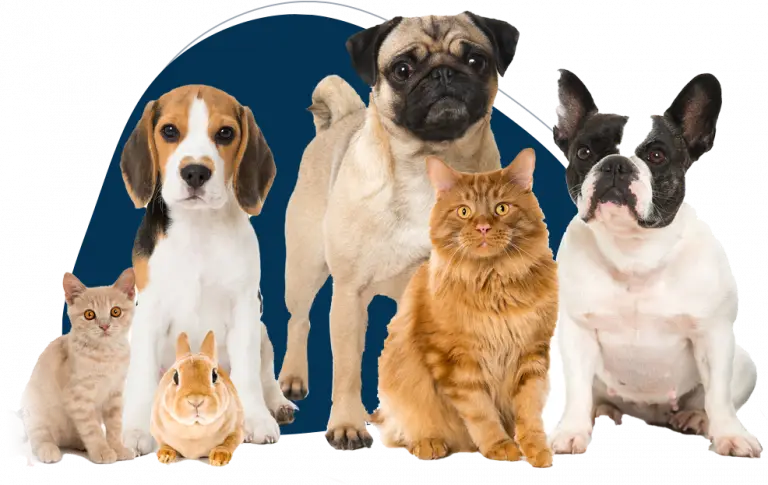 Alternative Grooming Methods For Pets